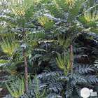 Mahonia eurybracteata 'Sweet Winter'® :H 40/50 cm ctr 4,5 litres