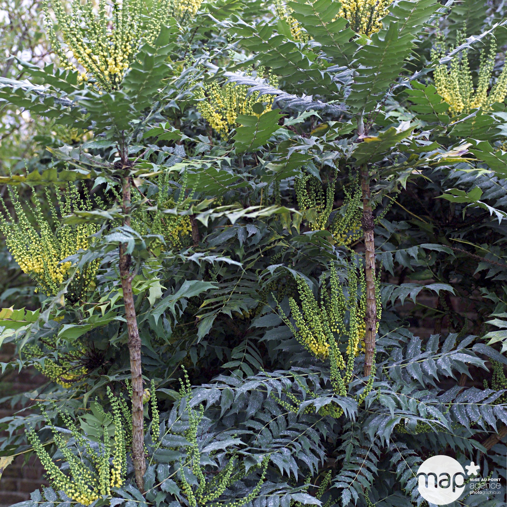 Mahonia eurybracteata 'Sweet Winter'® :H 40/50 cm ctr 4,5 litres