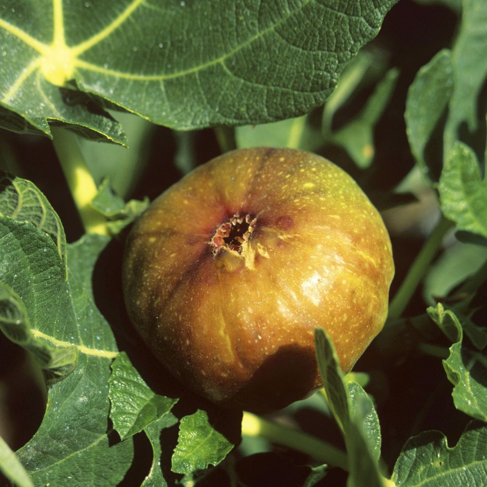 Figuier 'Madeleine des 2 saisons', conteneur, 4,5 litres