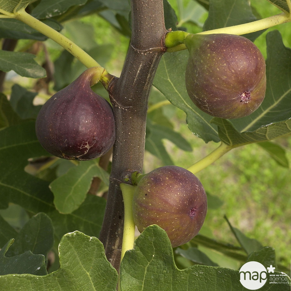 Figuier 'Rouge de Bordeaux, conteneur, 4,5 litres