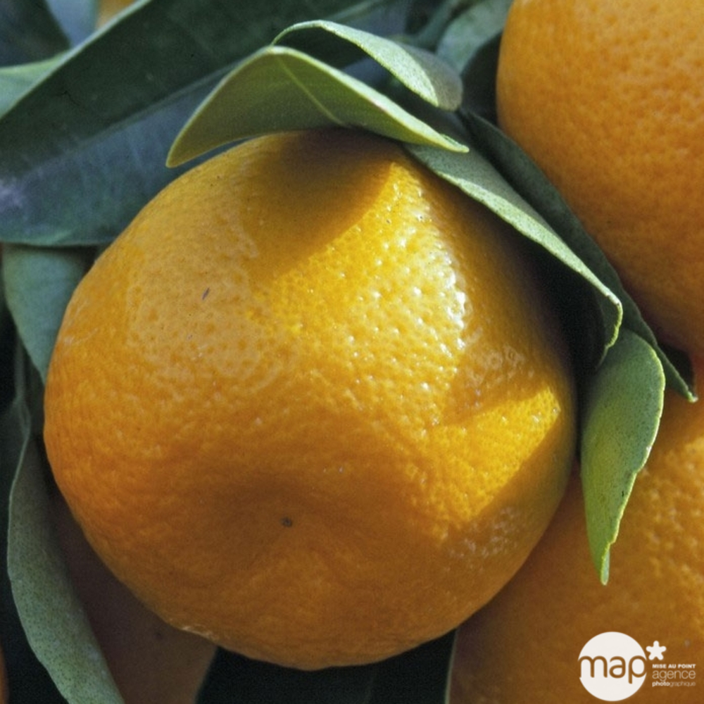 Calamondin:AB conteneur 3 litres