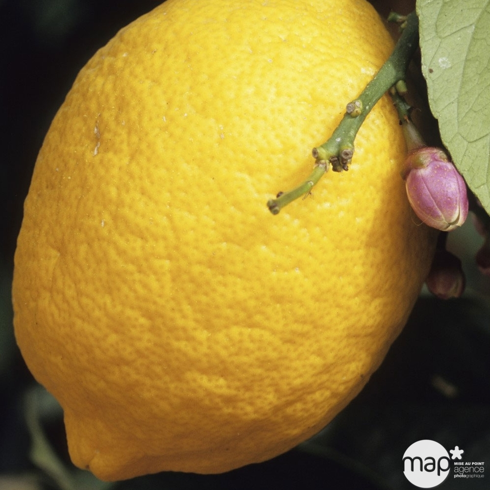 Citronnier 4 saisons:AB conteneur 3 litres