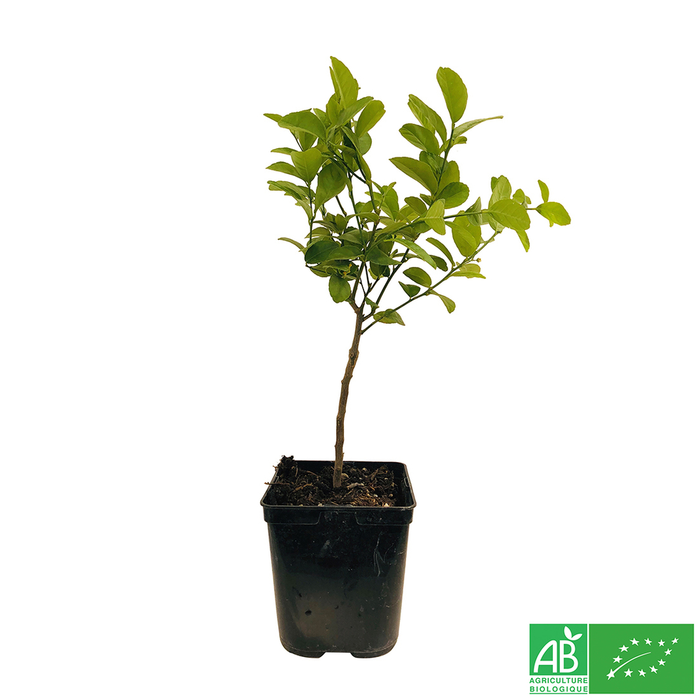 Limettier ' Mexicaine':AB pot 3L