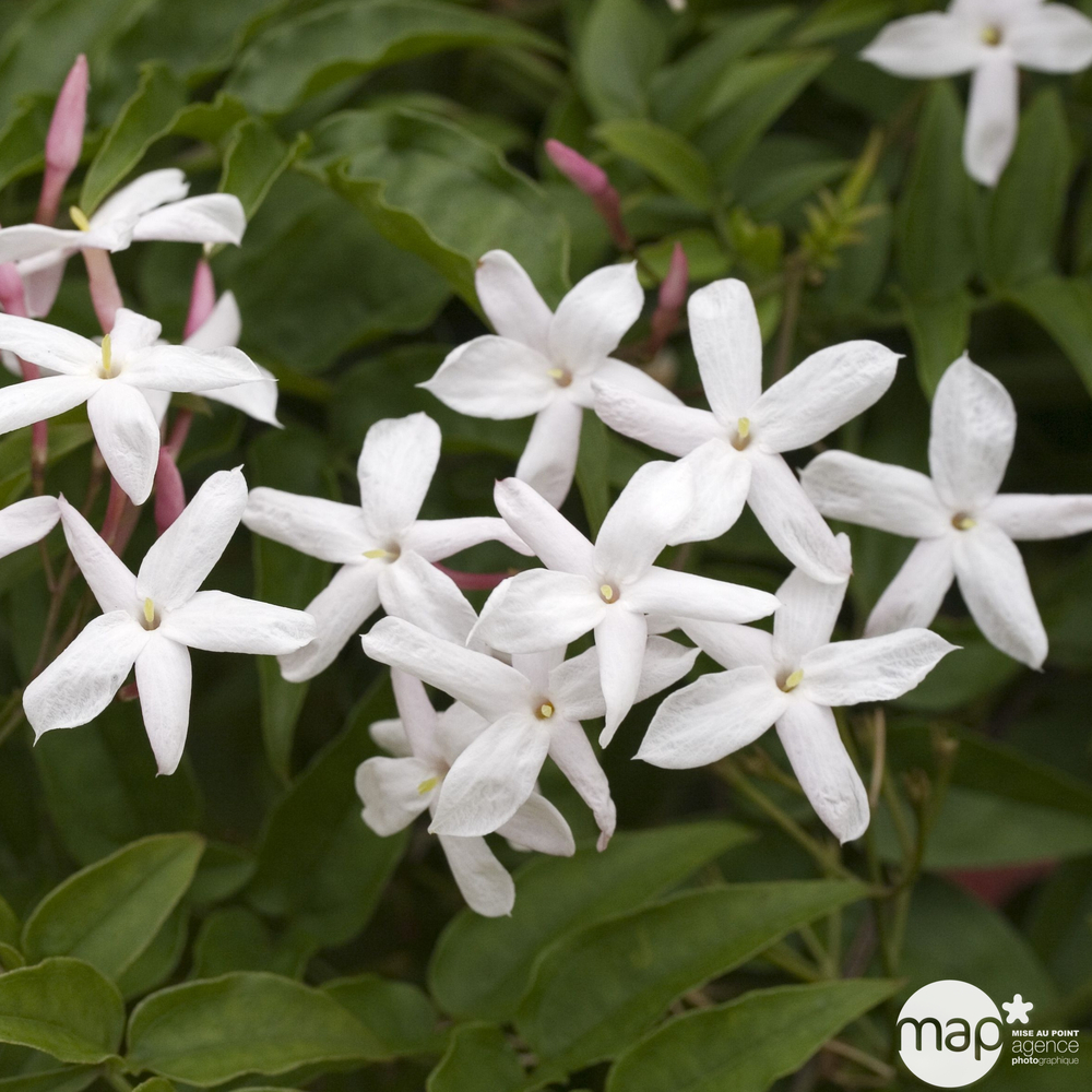 Jasminum officinale 'Affine':conteneur 3 litres