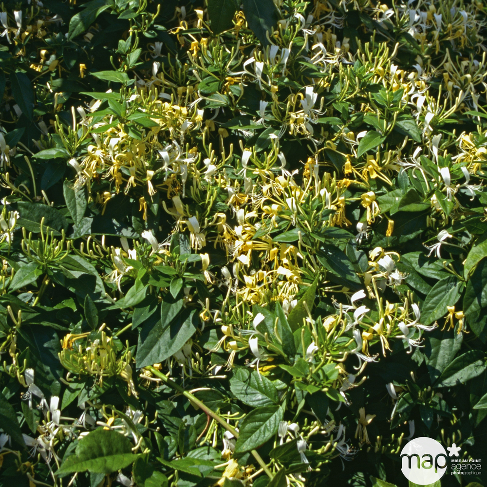 Lonicera similis var.delavayi: conteneur 3 litres