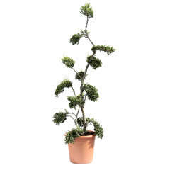 Ilex crenata :bonsaï LV 12 cm