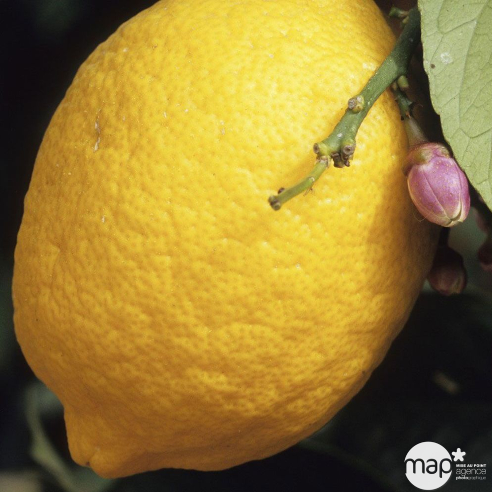 Citronnier:touffe LV20