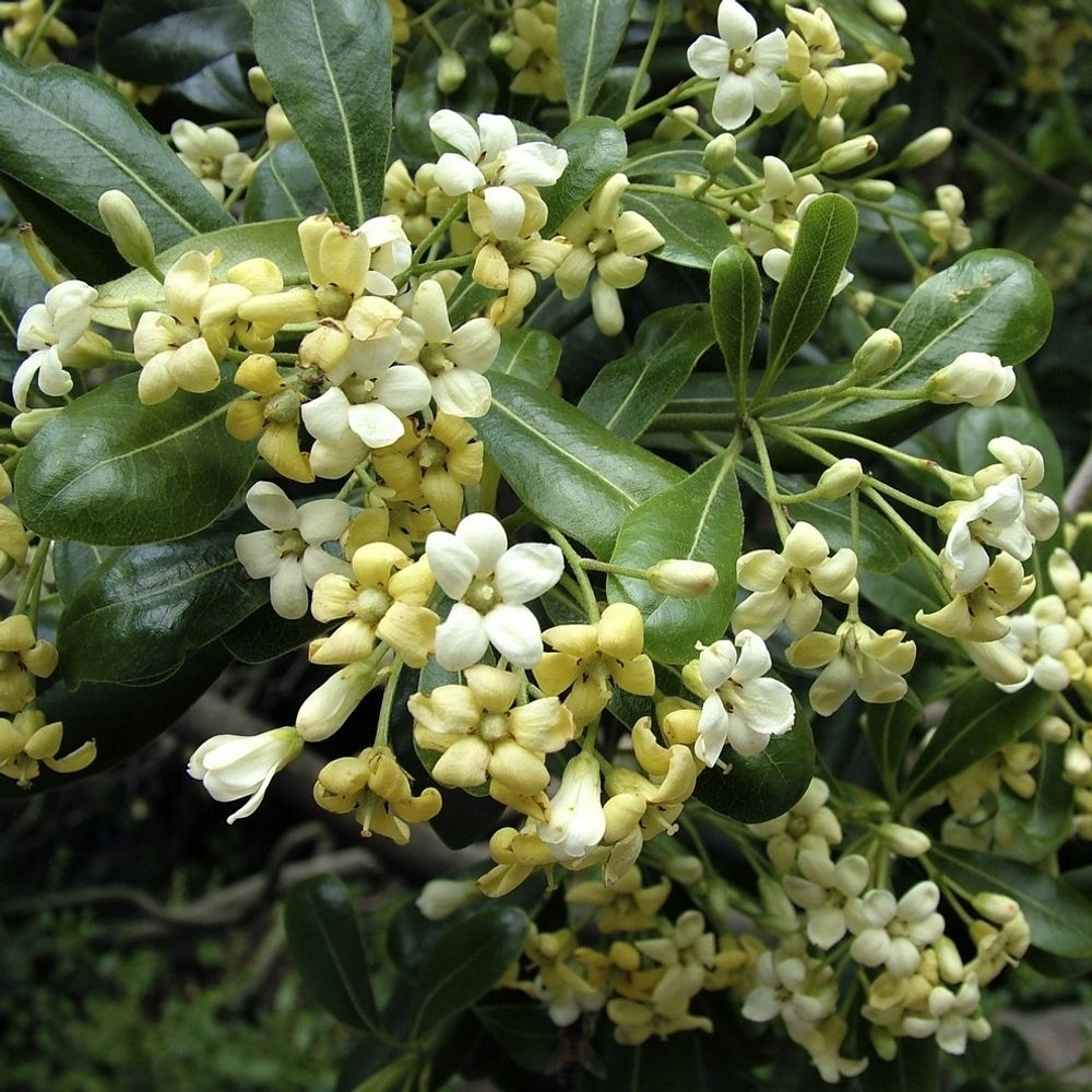 Pittosporum tobira : hauteur 100/+ conteneur 15 litres