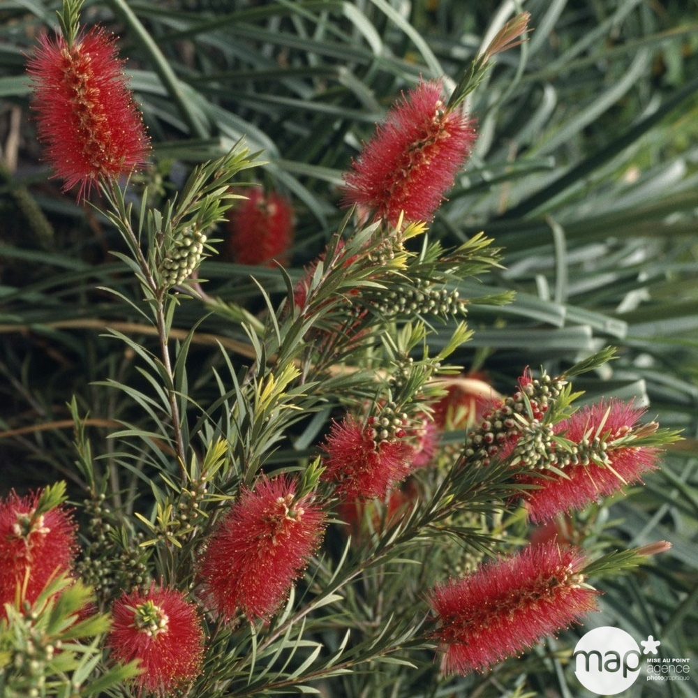 Callistemon x laevis:H 30/40 cm conteneur 3 litres
