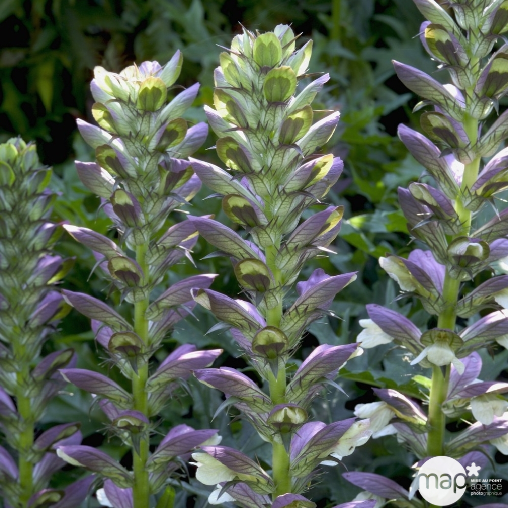 Acanthe : conteneur 3 Litres