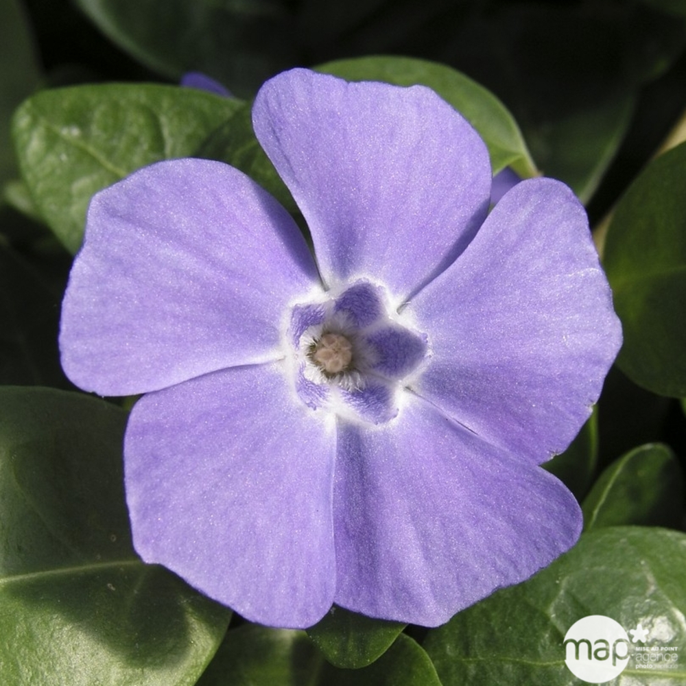 Petite pervenche : conteneur 3 Litres