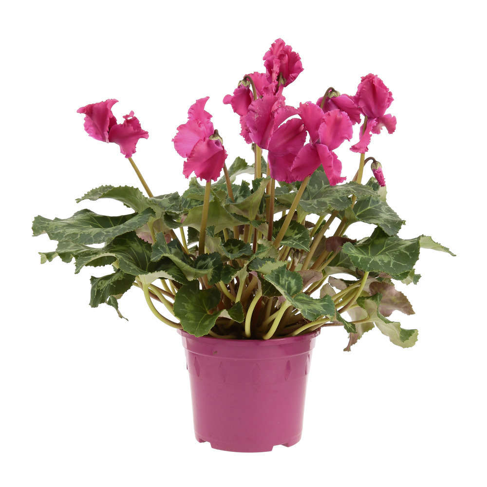 Cyclamen persicum, diamètre 30 cm, hauteur 35 cm - Coloris variables