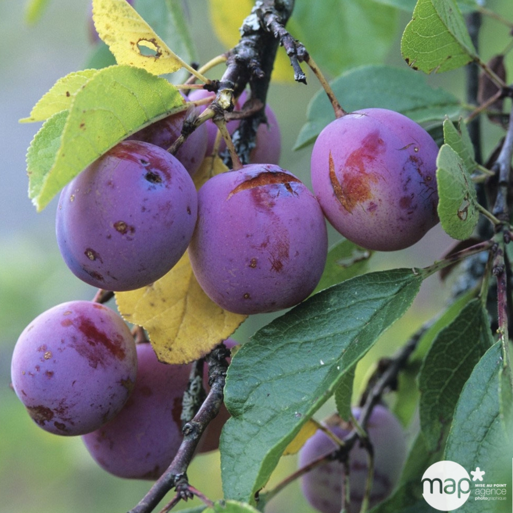 Prunier 'Reine Claude violette' - pot 7L