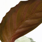 Calathea variés, diamètre 12 cm