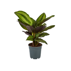 Calathea variés, diamètre 12 cm