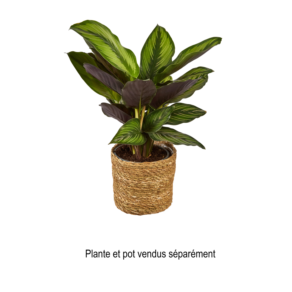 Calathea variés, diamètre 12 cm