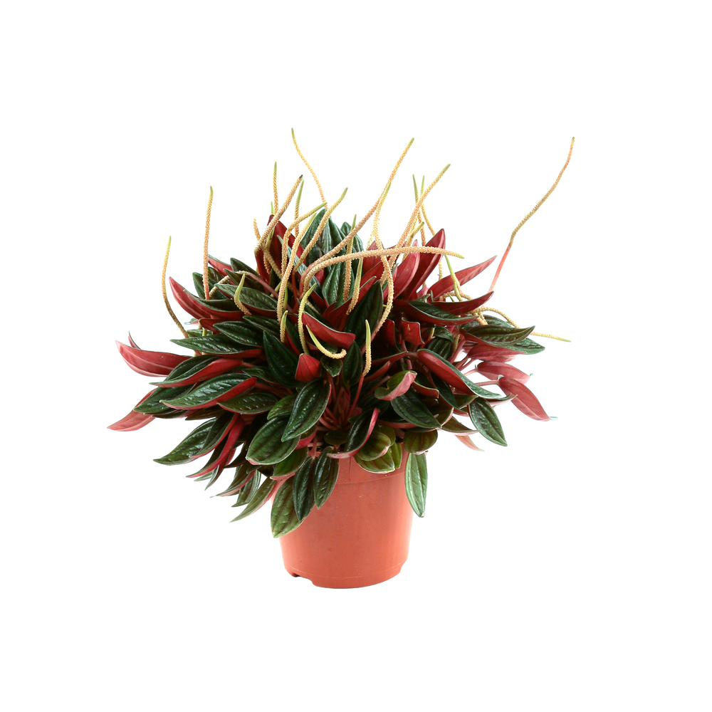 Peperomia variés, diamètre 12 cm