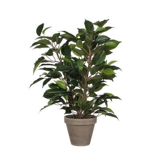 Plante artificielle : Pot Ficus Natasja D.11 x H.40 cm