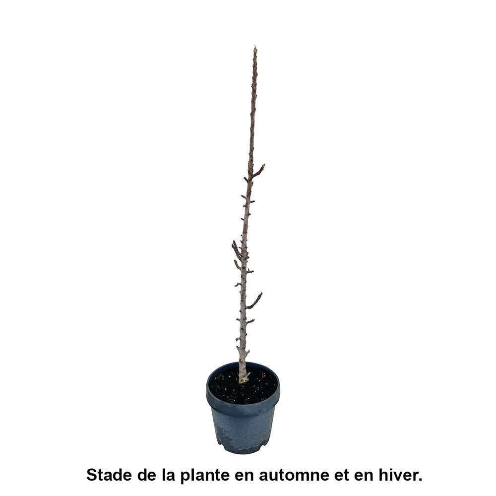 Pommier colonnaire 'Chenonceau'®: conteneur 12 litres