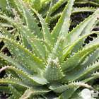 Aloe x spinosissima:conteneur 3,5 litres