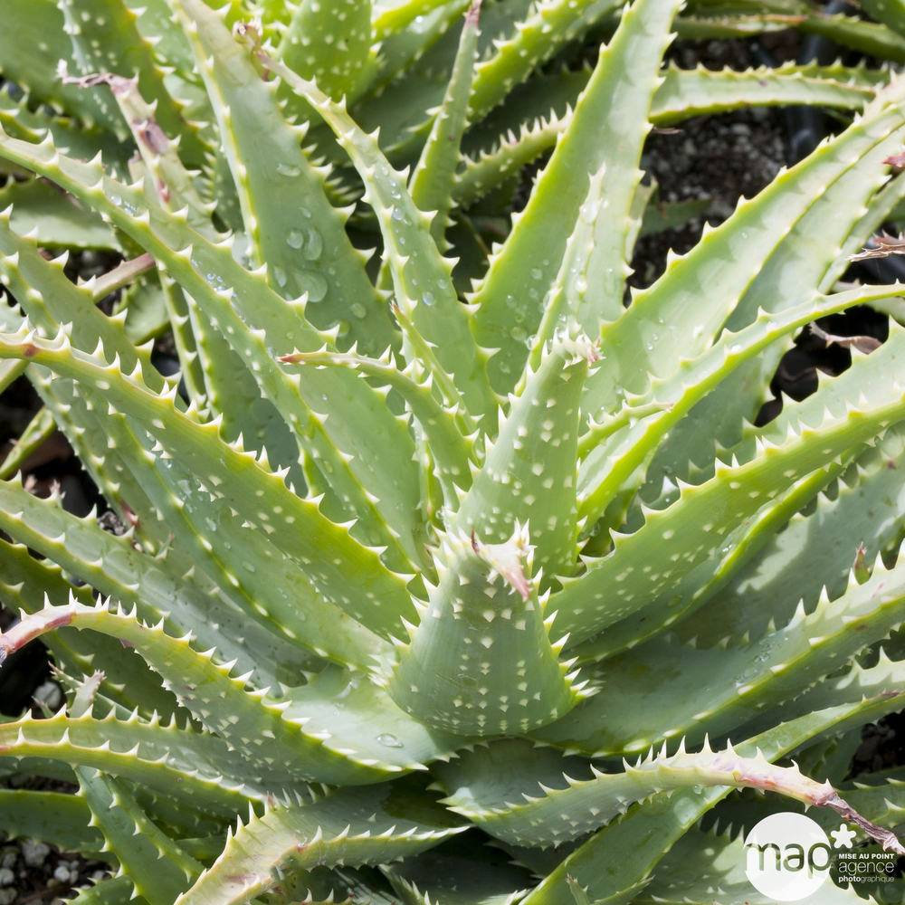 Aloe x spinosissima:conteneur 3,5 litres