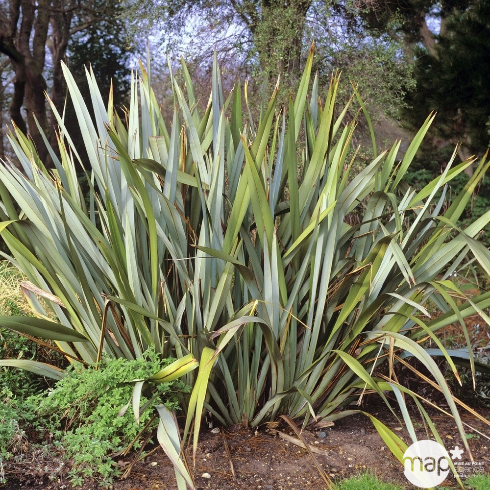 Phormium tenax ' Variegata ': conteneur 8 litres