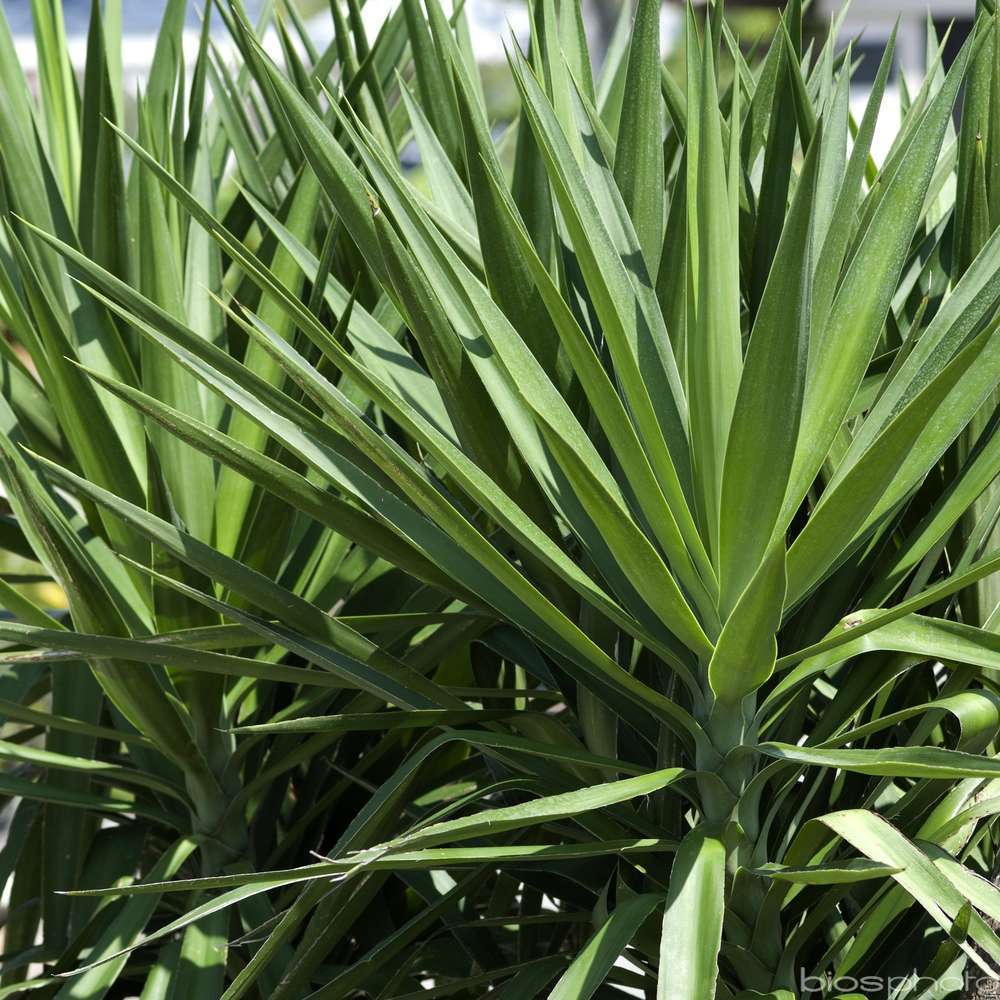 Yucca elephantipes: conteneur 10 litres