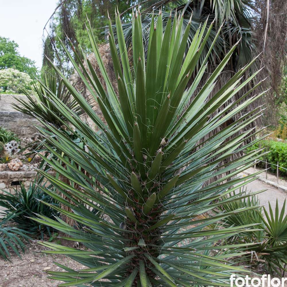 Yucca filifera H.45/55cm : pot 3.5L