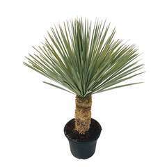 Yucca rostrata: pot 25L h.20/25cm