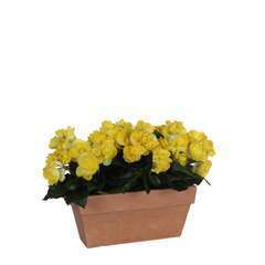 Plante artificielle : Jardinière Begonia jaune L.25 x  l.13 x H.13 cm