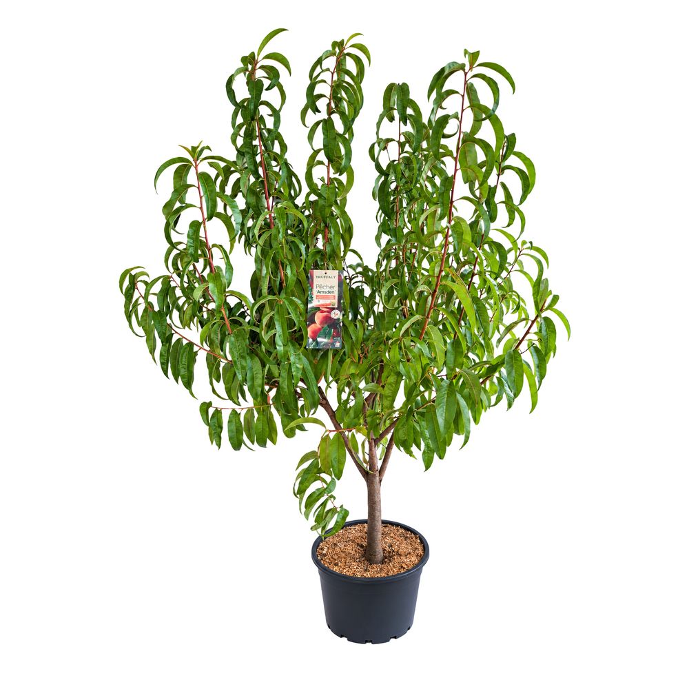 Pêcher conteneur 25 litres Gobelet 5 ans 