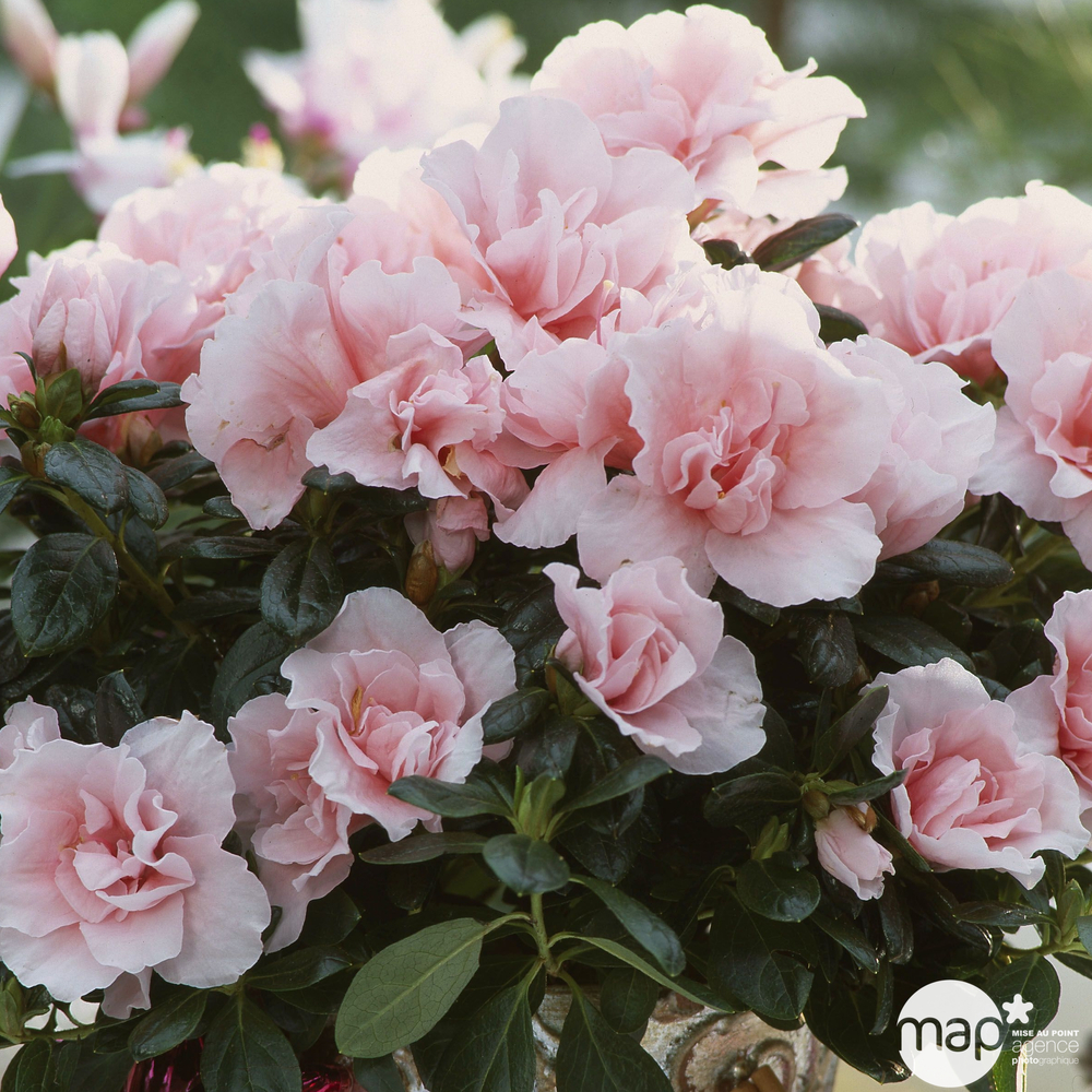 Azalée 'Christine' : pot D.27cm