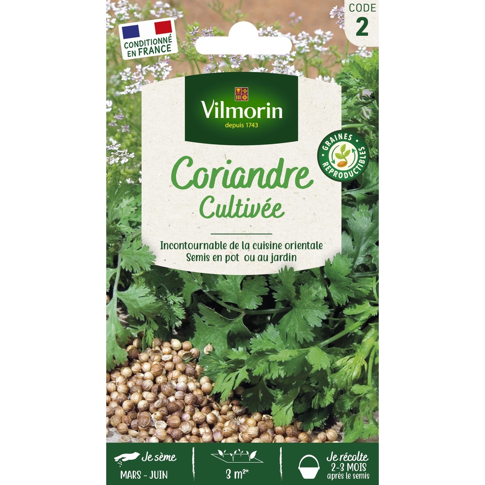 Graines de coriandre cultivée en sachet