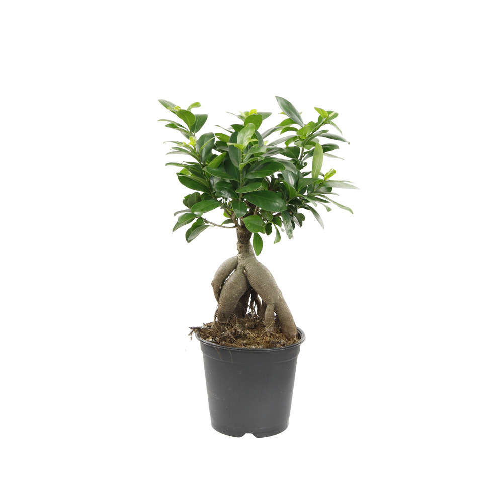 Ficus : H.35cm, pot D.15cm
