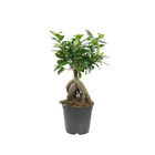 Ficus : H.35cm, pot D.15cm