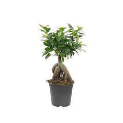 Ficus : H.35cm, pot D.15cm