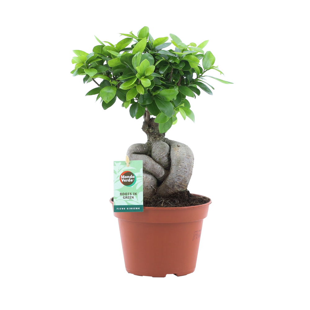 Ficus : H.35cm, pot D.15cm