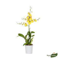 Orchidée Oncidium 'Munsterland' 1 tige - pot D.12 cm