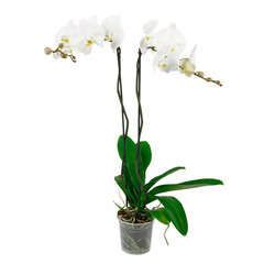 Orchidée Phalaeonopsis 'Tsarine' 2 tiges - pot D.15 cm | Truffaut