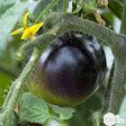 Plant de tomate 'Indigo Rose' : pot de 0,5 litre