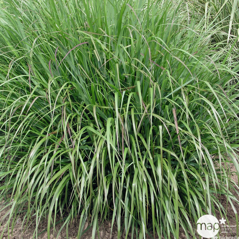 Panicum virgatum 'Warrior':conteneur 3 litres