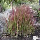 Imperata cylindrica 'Red Baron':conteneur 3,5 litres