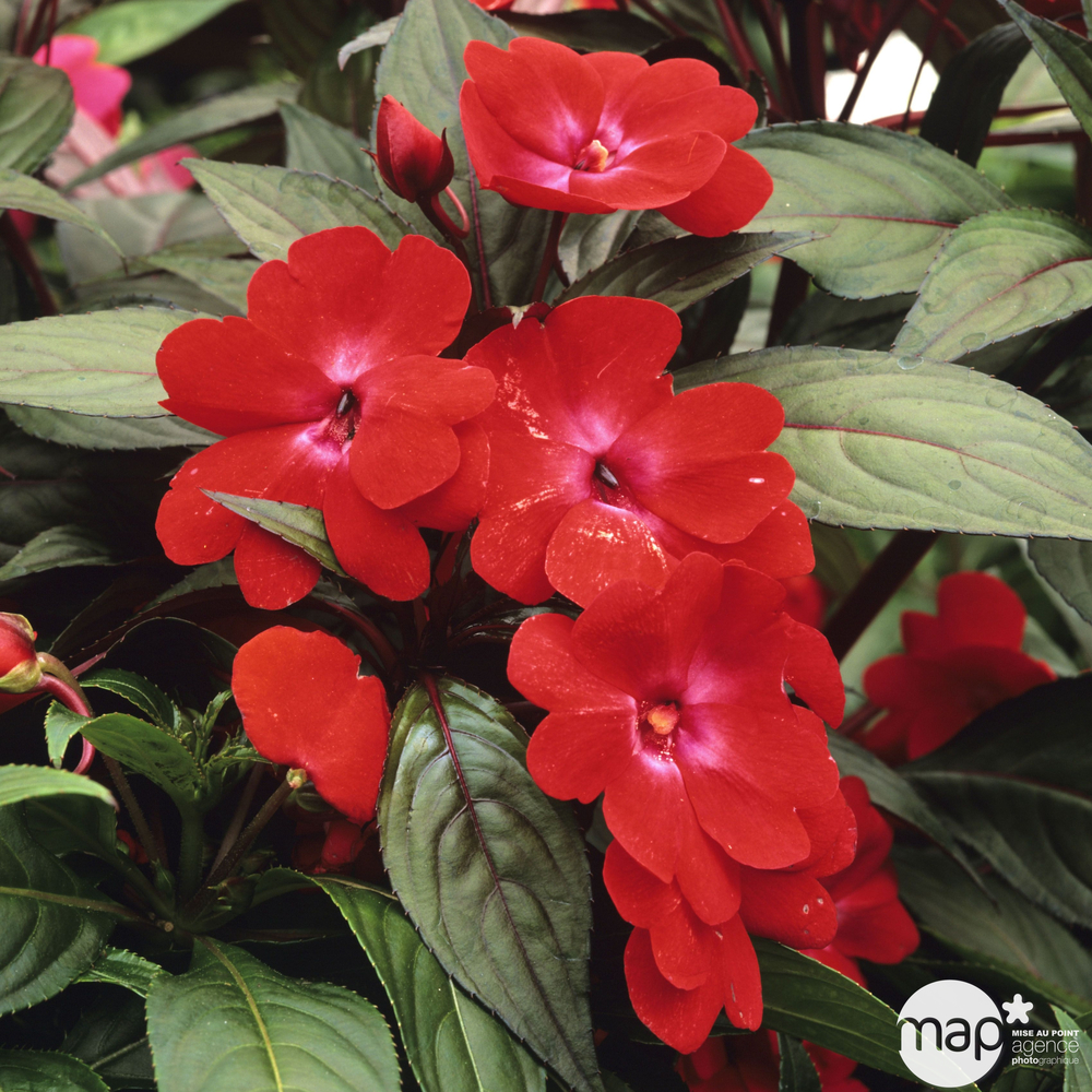 Impatiens : Nouvelle Guinée D12cm