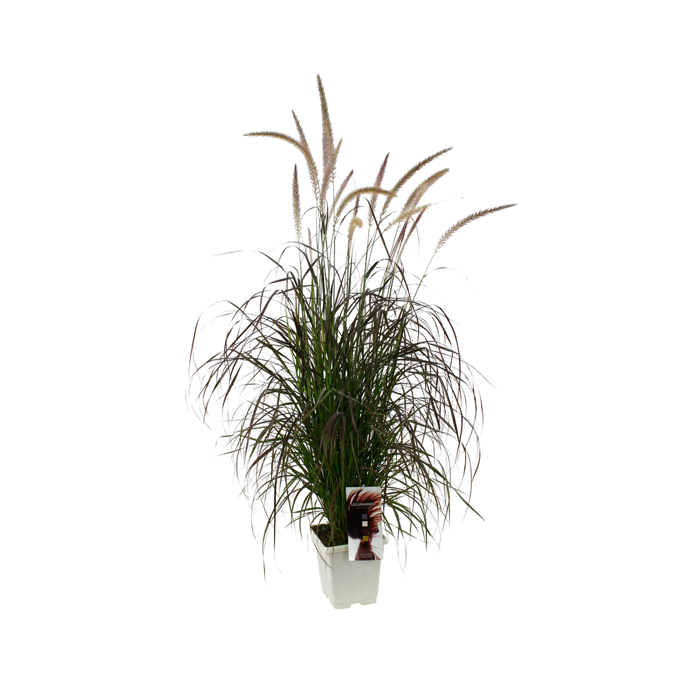 Pennisetum: C3.5L, pot déco - Variétés variables
