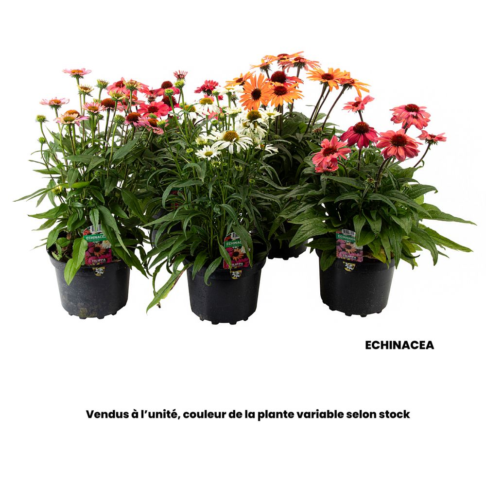 Vivace fleurie echinacea, coloris variables : pot D.21cm