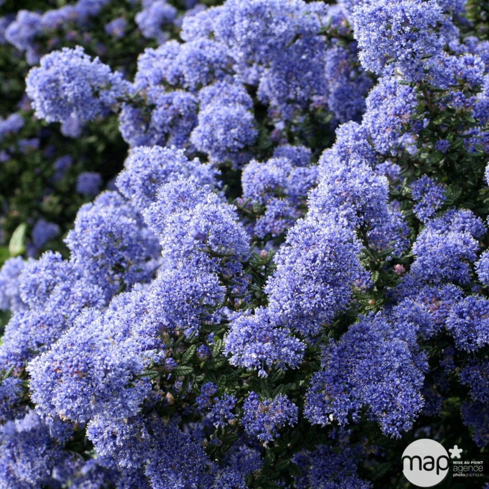 Ceanothus x ' Concha ' : ctr 3 litres