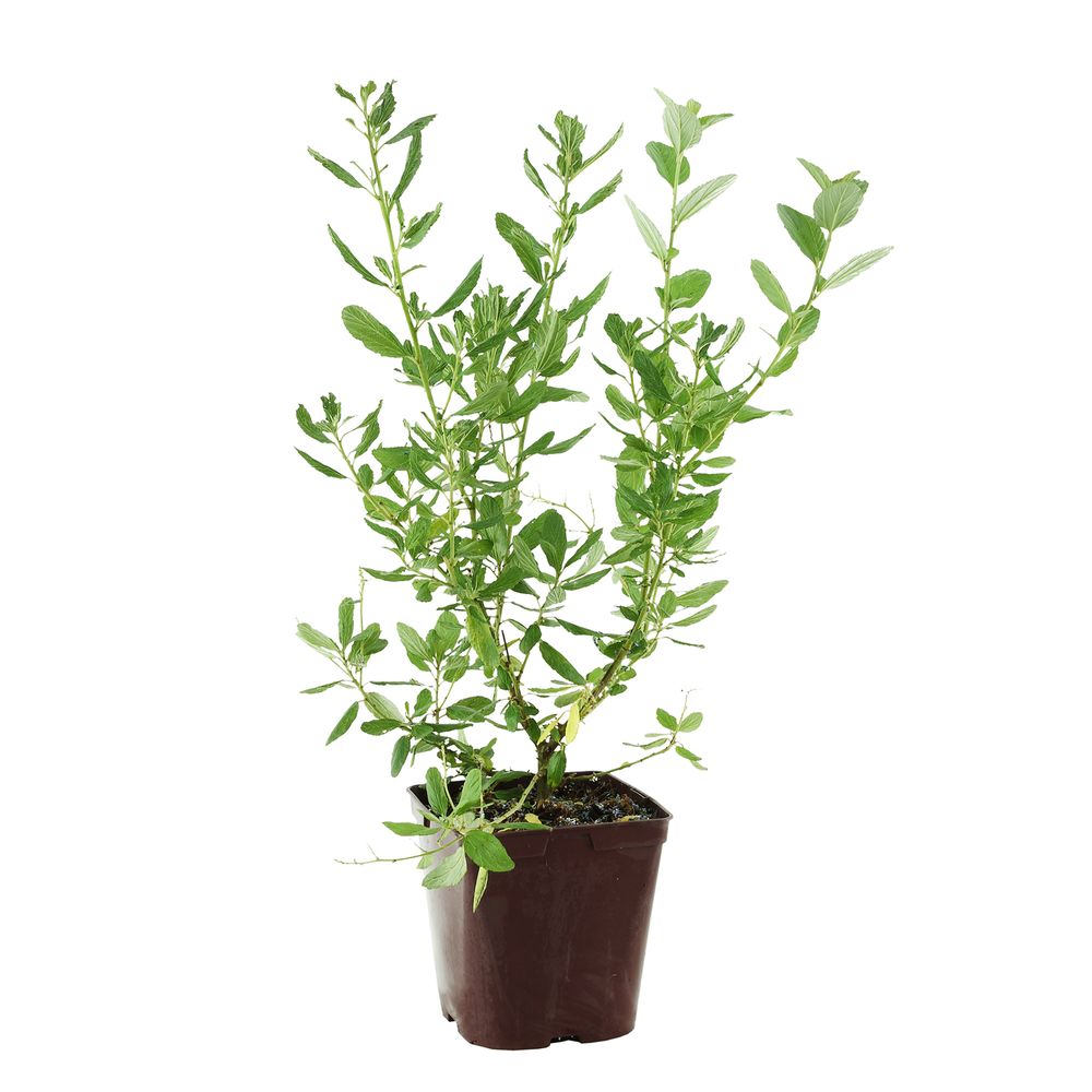 Ceanothus arboreus ' Trewithen Blue': conteneur 3 litres