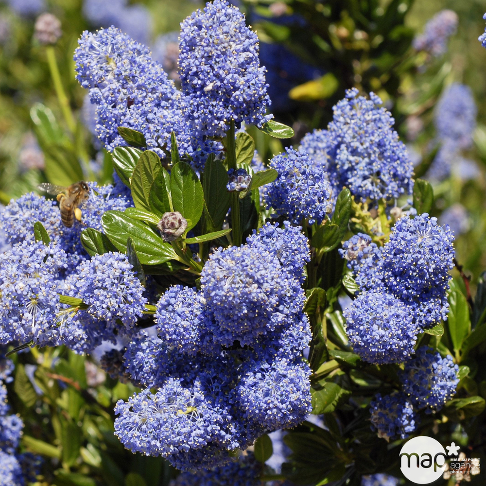 Ceanothus Victoria : C4L (bleu profond)