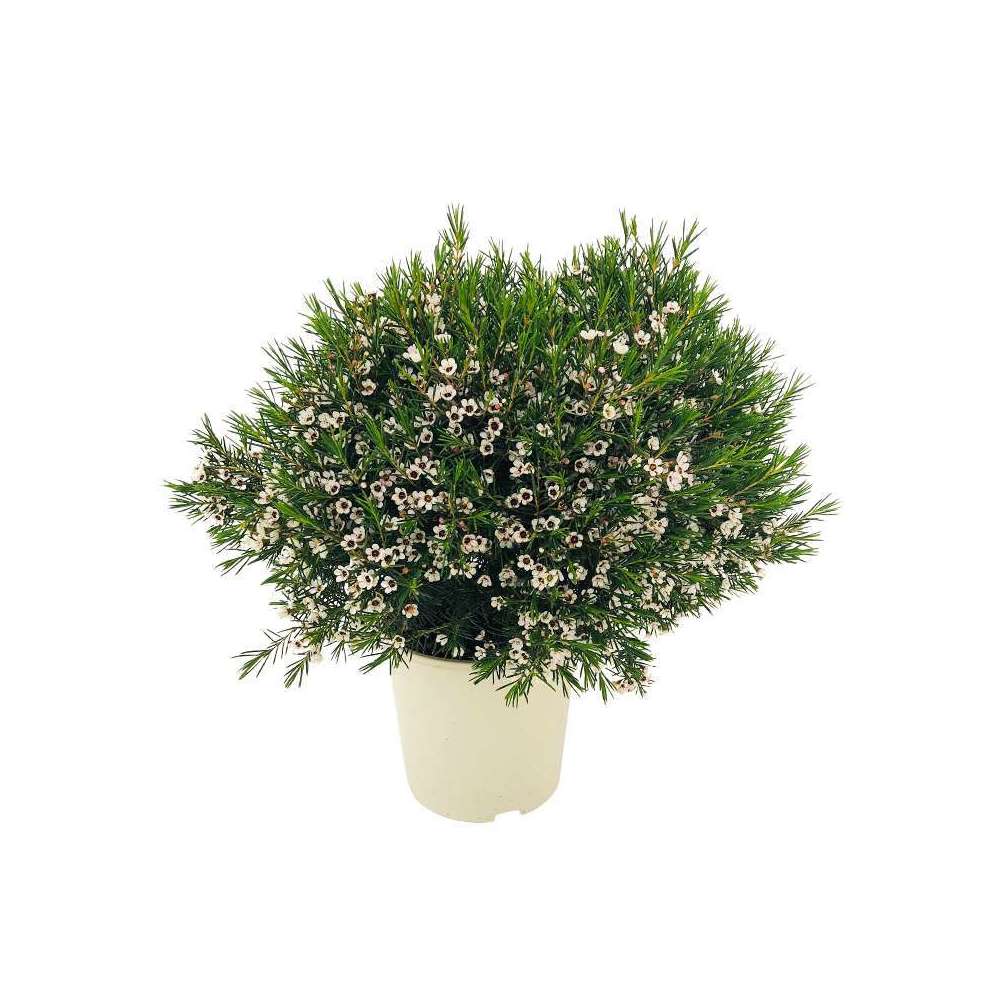 Waxflower: touffe D 20 cm