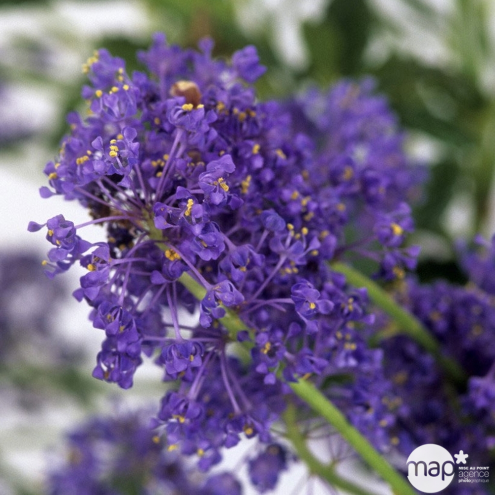 Ceanothus thyrsiflorus ' Skylarck ' : ctr 15 litres